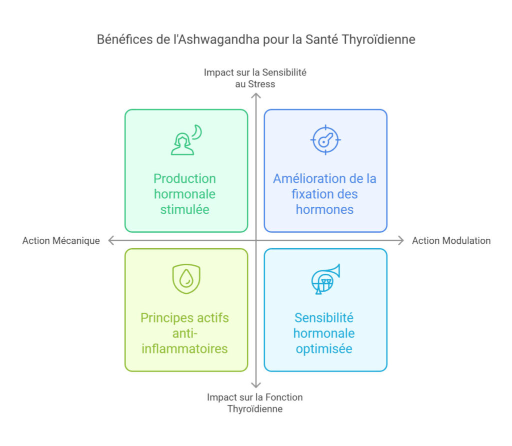 Image mettant en valeur l'Ashwagandha, illustrant ses bienfaits pour la santé de la thyroïde, en mettant l'accent sur l'amélioration de la production d'hormones, la liaison hormonale améliorée, les propriétés anti-inflammatoires et la sensibilité hormonale optimisée.